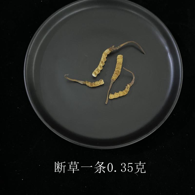 虫草中的性价比**长期供应正宗有保障