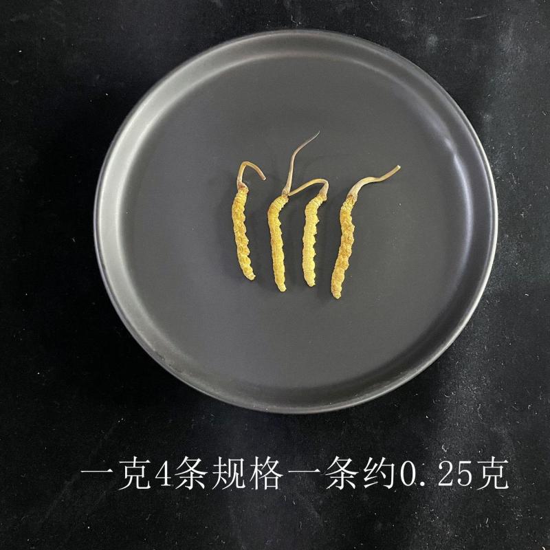 虫草中的性价比**长期供应正宗有保障