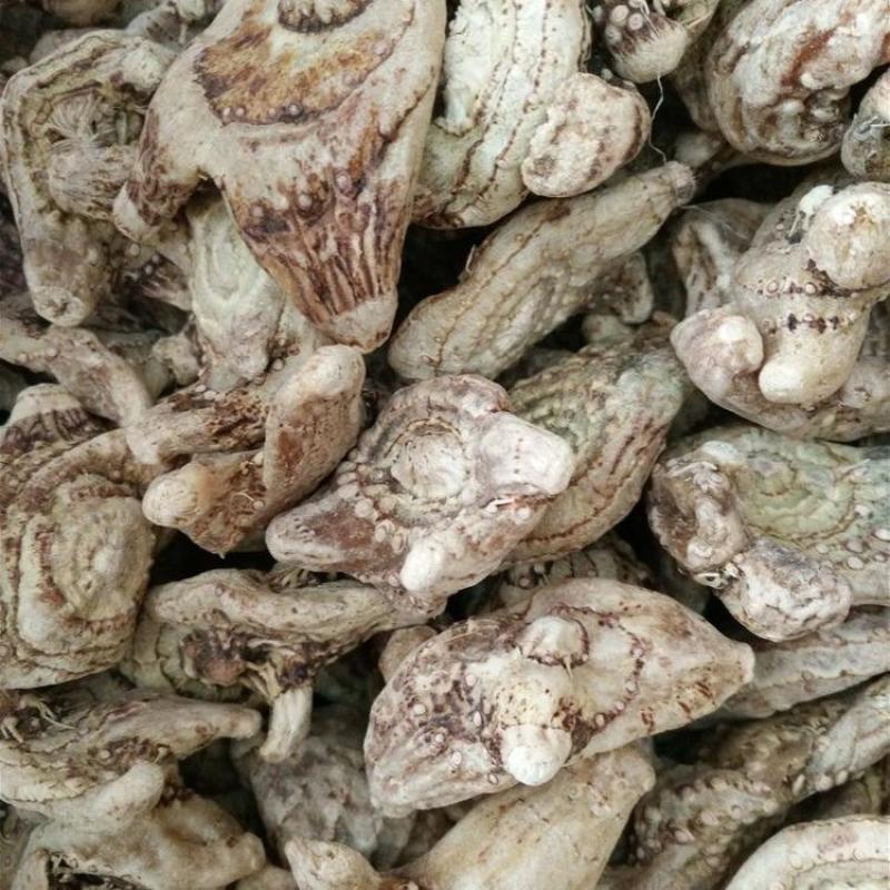 白芨原产地直供正规货源诚邀电话咨询