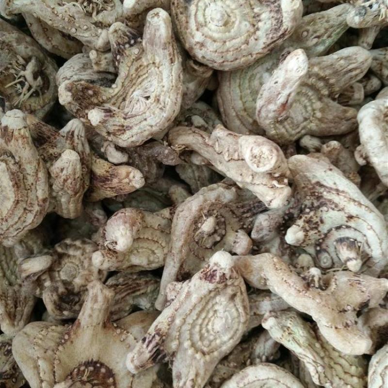 白芨原产地直供正规货源诚邀电话咨询