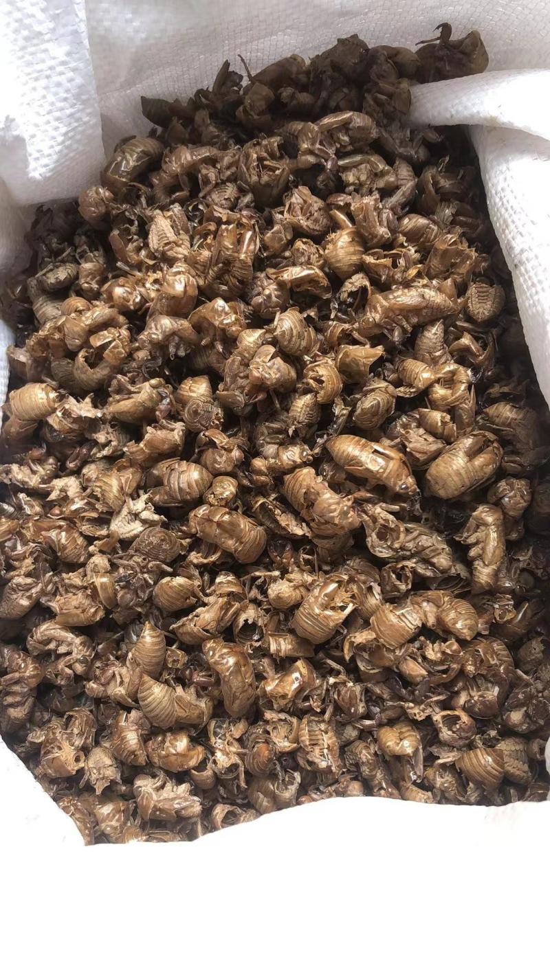 蝉蜕现货秒发自产自销欢迎您的电话咨询