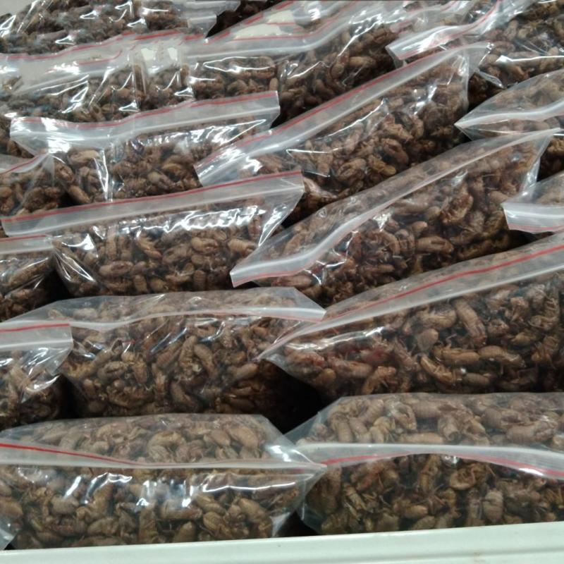 正规货源原产地直供蝉蜕新鲜到货随时可聊优质农产品