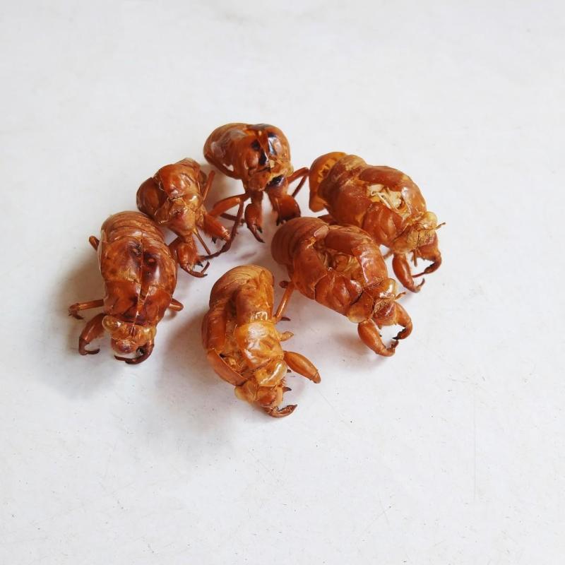 正规货源原产地直供蝉蜕新鲜到货随时可聊优质农产品