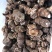 品质保障重楼农产品规格齐全长期供应新鲜采摘