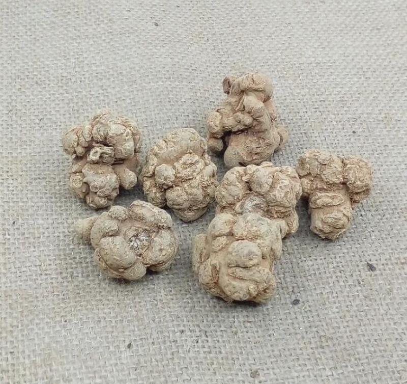 保质保量自产自销三七超高性价比健康无忧