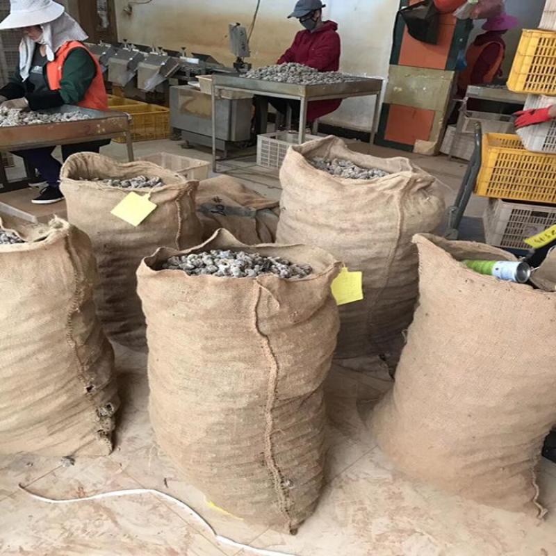 三七正宗精品欢迎联系采购
