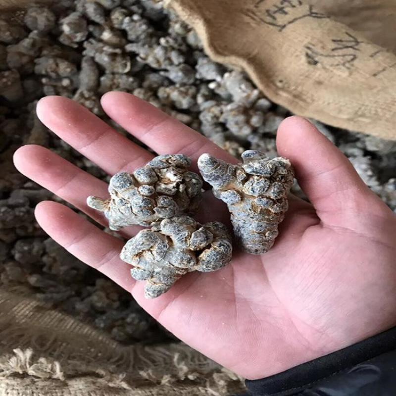 三七正宗精品欢迎联系采购