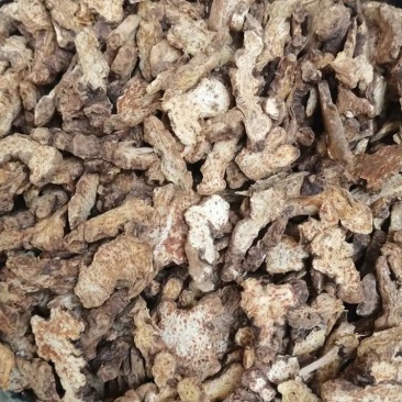 原产地苍术保质保量品质有保证