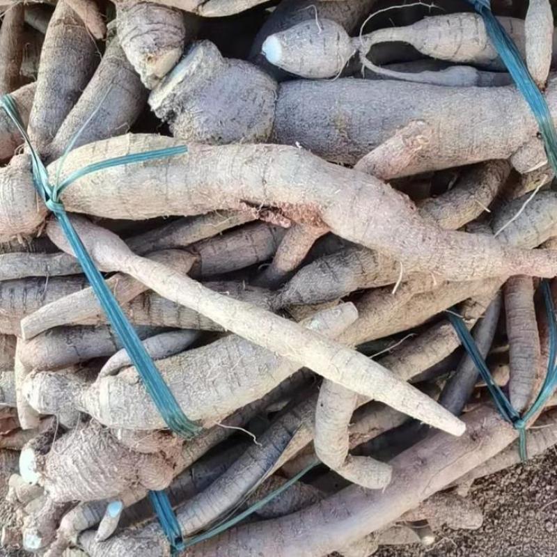 正规货源长期有货原产地牛大力万亩基地