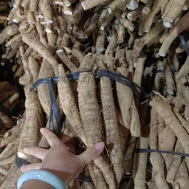 正规货源长期有货原产地牛大力万亩基地