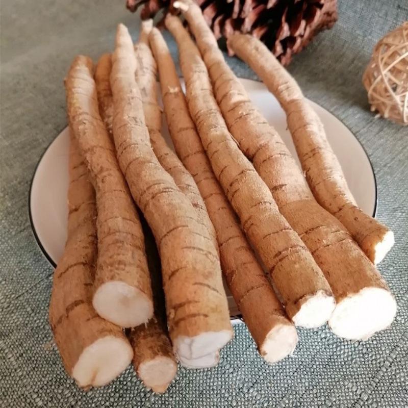 稀有牛大力限量上市产地直发超高性价比