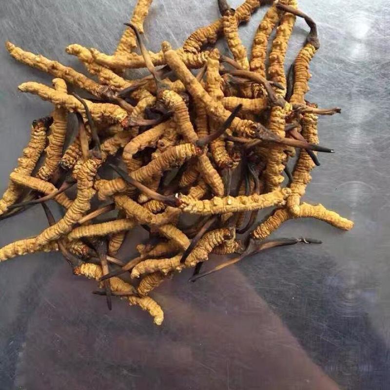 **原产地虫草保质保量物美价廉