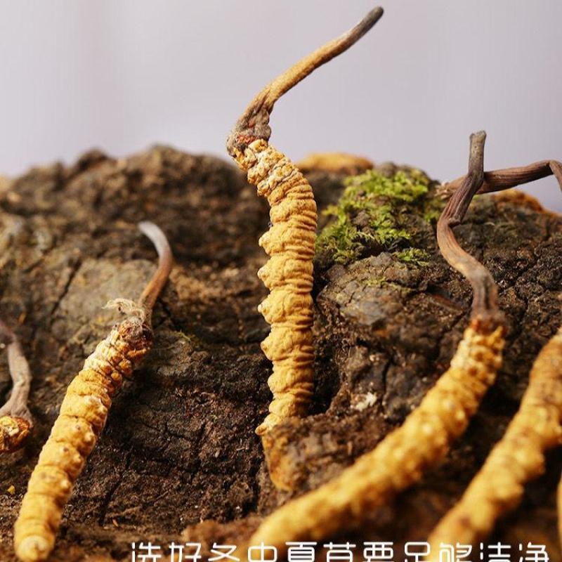 **原产地虫草保质保量物美价廉