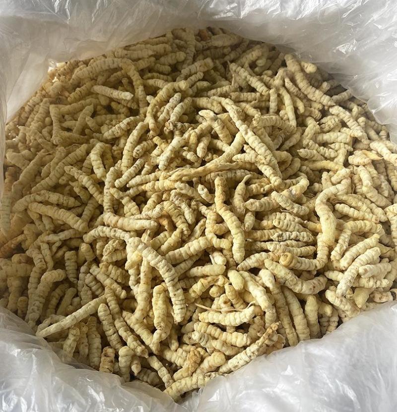虫草货源充足厂家直销价格实惠联系有惊喜