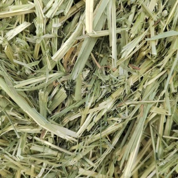 现货青贮小麦正品保障随时可聊