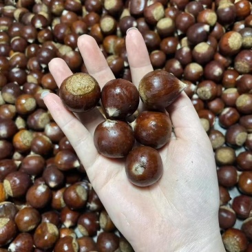 多种口味栗子整箱批发量大从优