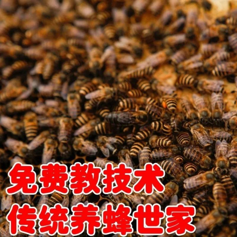 帝王级蜂蜜五倍花蜜百花蜜
