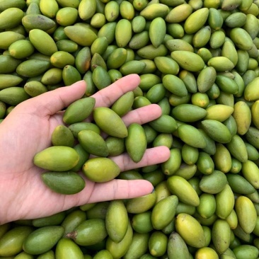 全网优质橄榄诚信经营