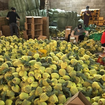 菠萝应季长期供应下单秒发