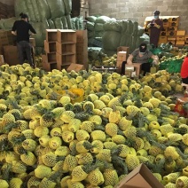 菠萝正品保障全国供应