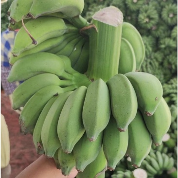 香蕉应季超高性价比订多包送