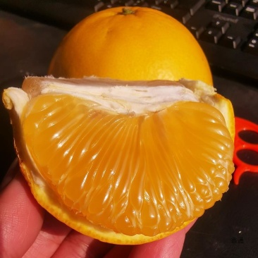 柚子应季最新日期电商供货