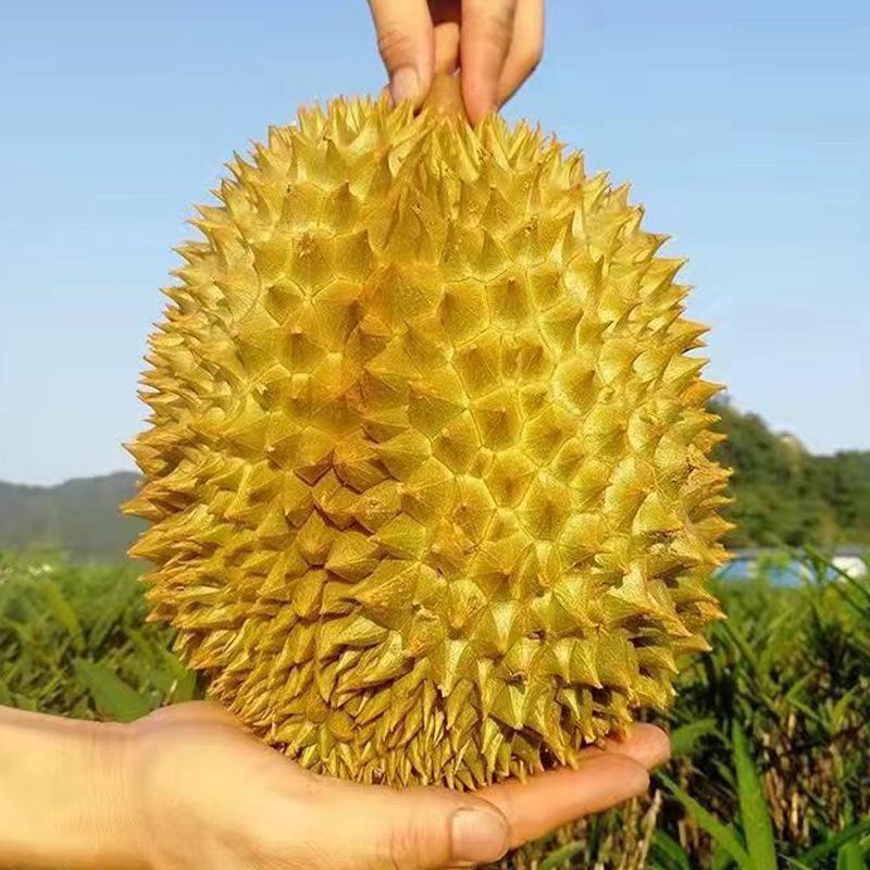榴莲正品保障应季