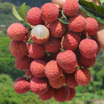 荔枝全网优质货源量大优惠