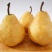 **日期梨保质保量欢迎电话咨询
