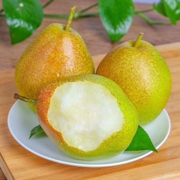 应季梨长期有货