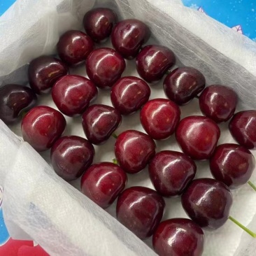 樱桃量大优惠应季