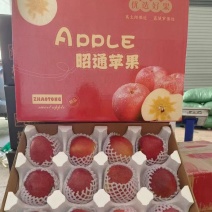 苹果甜度高品质好欢迎联系