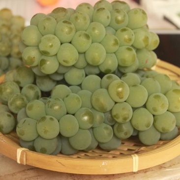 葡萄价格美丽诚信经营