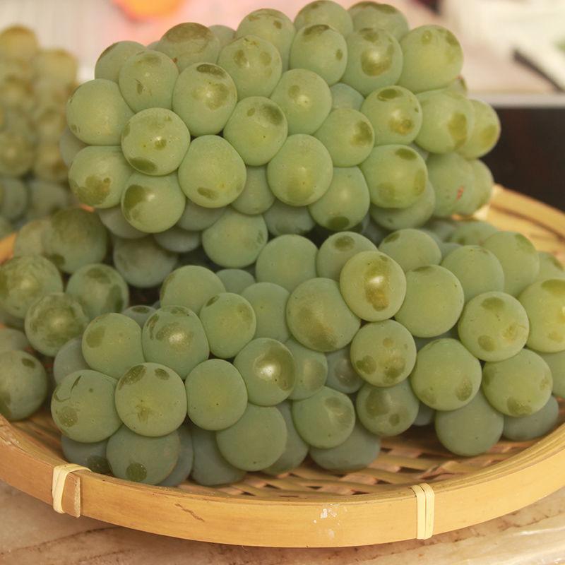 葡萄价格美丽诚信经营