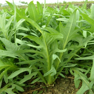 正宗甜麦菜厂家直销欢迎电话咨询
