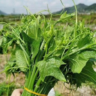 ***洋瓜尖长期供应超高性价比订多包送