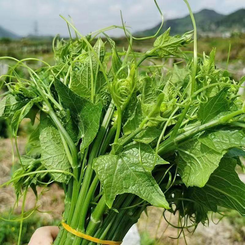 ***洋瓜尖长期供应超高性价比订多包送