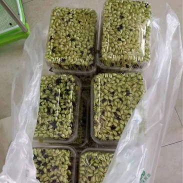 天然新鲜黑豆苗长期供应欢迎咨询