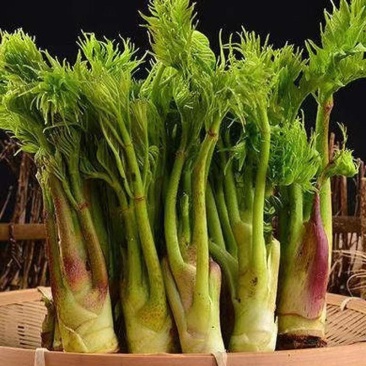正宗龙芽菜源头供应订多包送