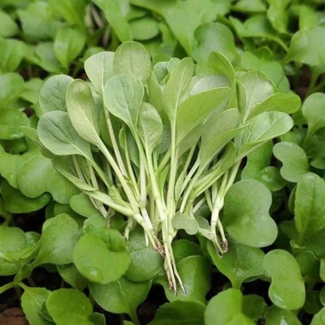 应季鸡毛菜长期供应量大优惠