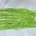 正品贡菜应季供应欢迎联系