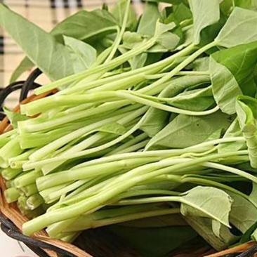 天然新鲜空心菜电商供货诚信经营