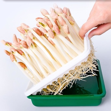 ***花生芽长期供应欢迎联系