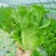 规格齐全生菜电商供货全国供应