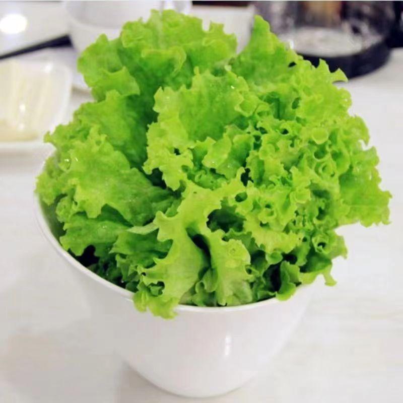 天然新鲜生菜源头供应价格美丽