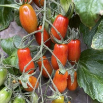 应季圣女果随时有货量大优惠