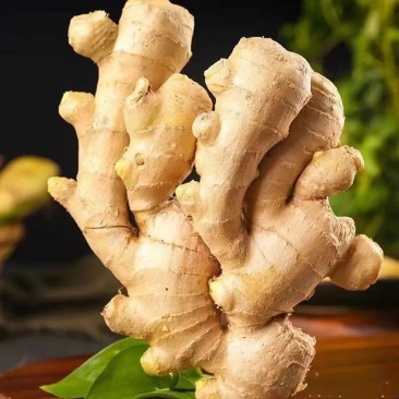 正宗天然新鲜生姜正品直发