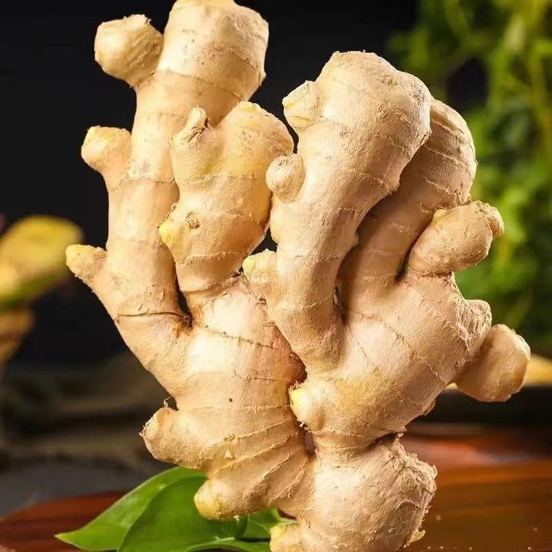 正宗天然新鲜生姜正品直发