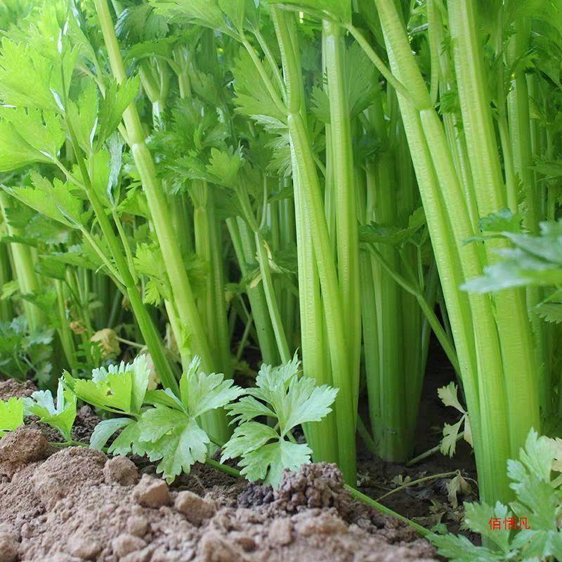 ***芹菜保质保量价格美丽欢迎联系