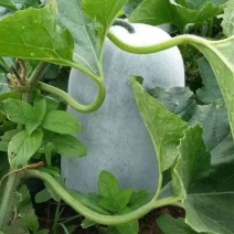 一手货源冬瓜应季供应量大优惠